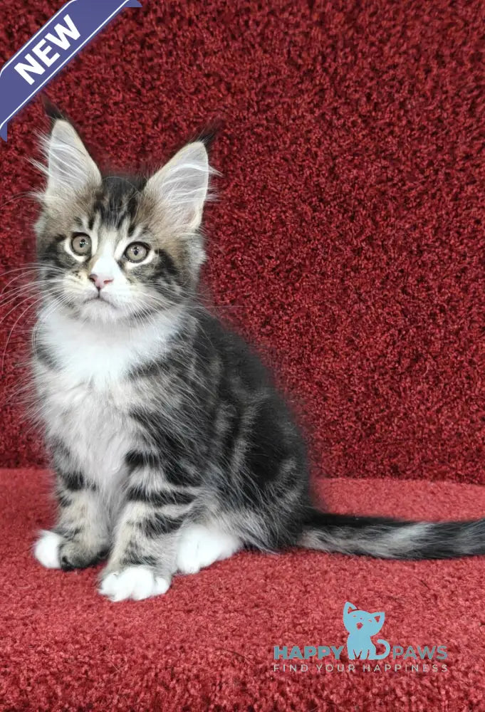 Timothy Maine Coon male black tabby with white live animals