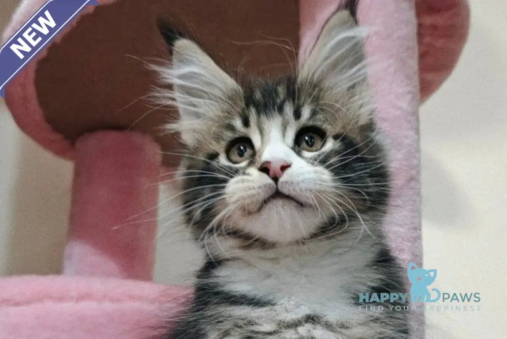 Timothy Maine Coon male black tabby with white live animals