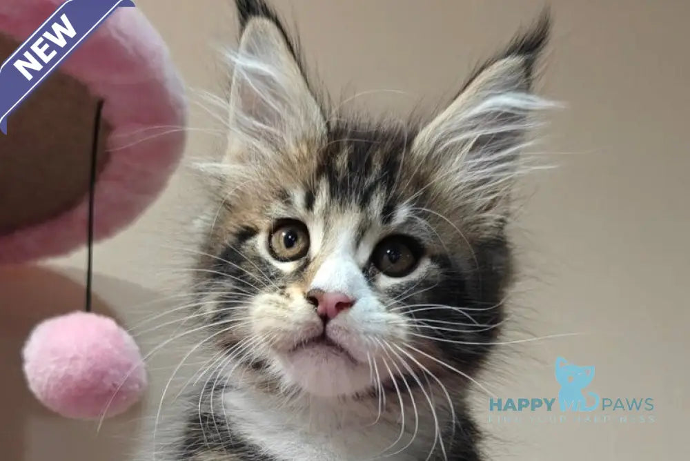 Timothy Maine Coon male black tabby with white live animals