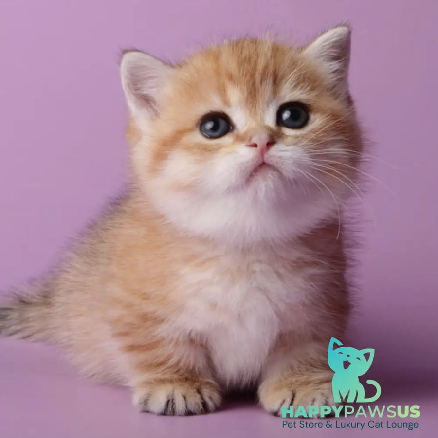Timothy Munchkin male black golden spotted tabby - live animals