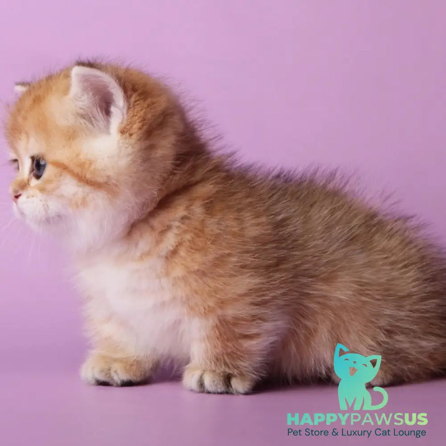 Timothy Munchkin male black golden spotted tabby - live animals