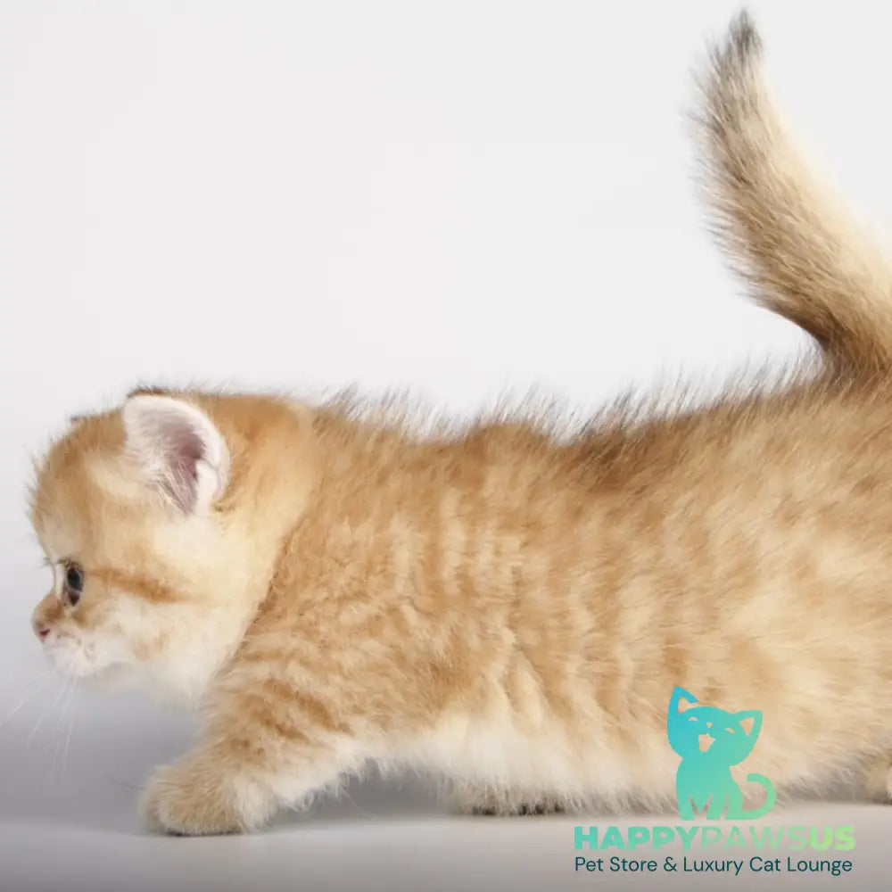 Timothy Munchkin male black golden spotted tabby - live animals