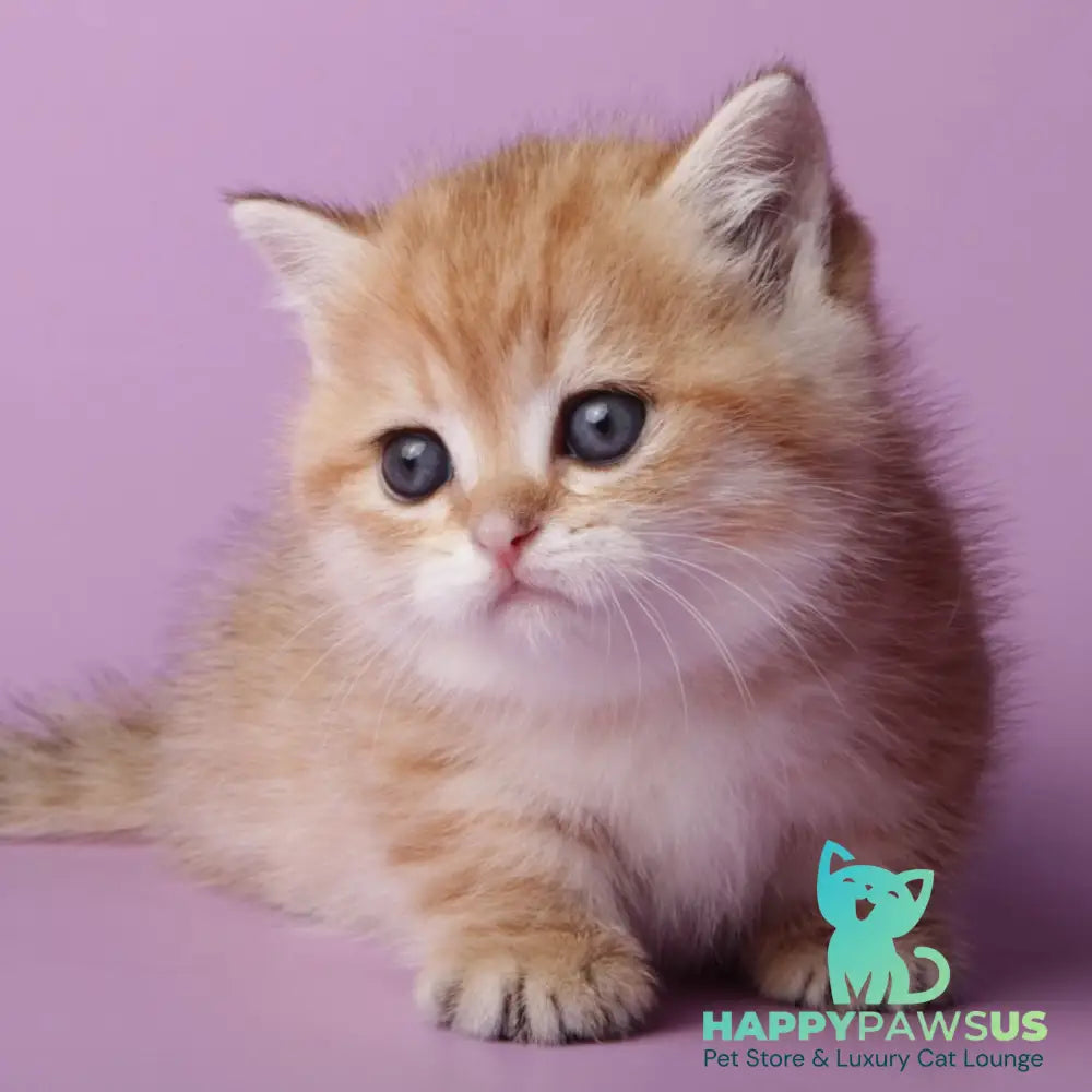 Timothy Munchkin male black golden spotted tabby - live animals