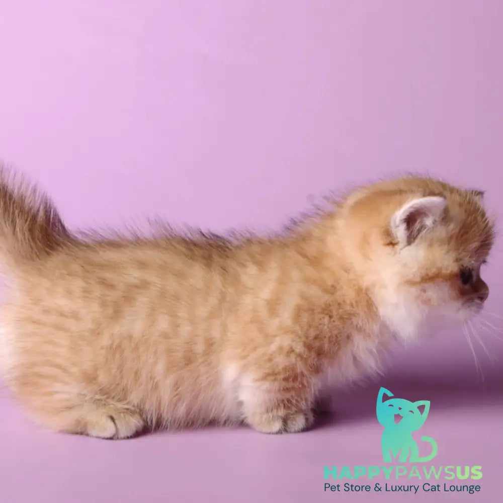 Timothy Munchkin male black golden spotted tabby - live animals