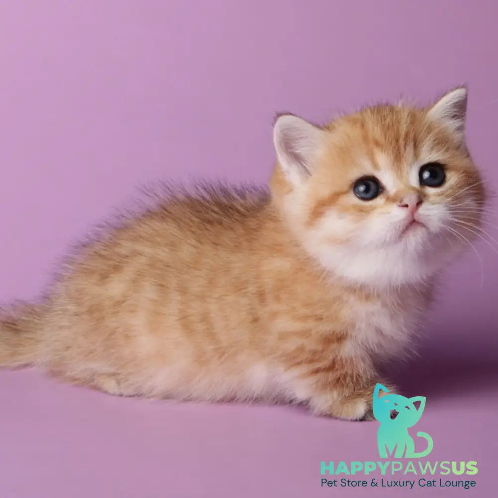 Timothy Munchkin male black golden spotted tabby - live animals