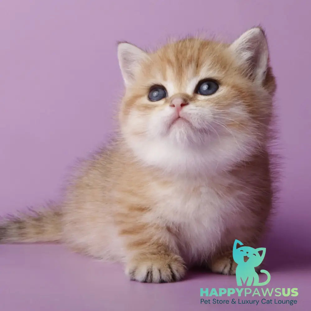 Timothy Munchkin male black golden spotted tabby - live animals