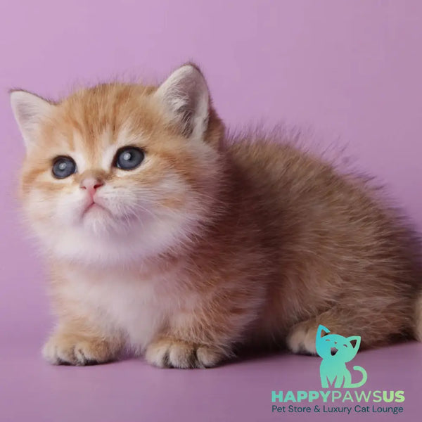 Timothy Munchkin male black golden spotted tabby - live animals