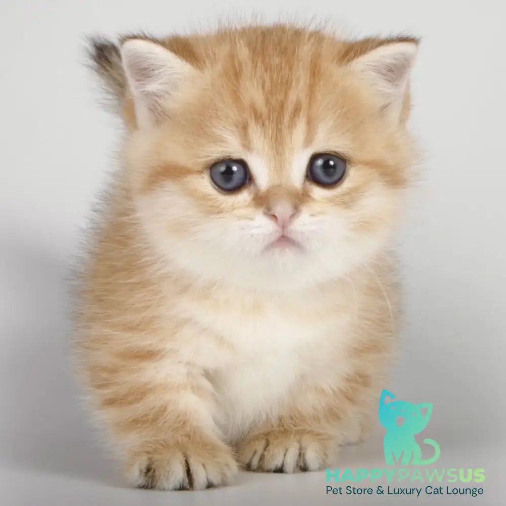 Timothy Munchkin male black golden spotted tabby - live animals
