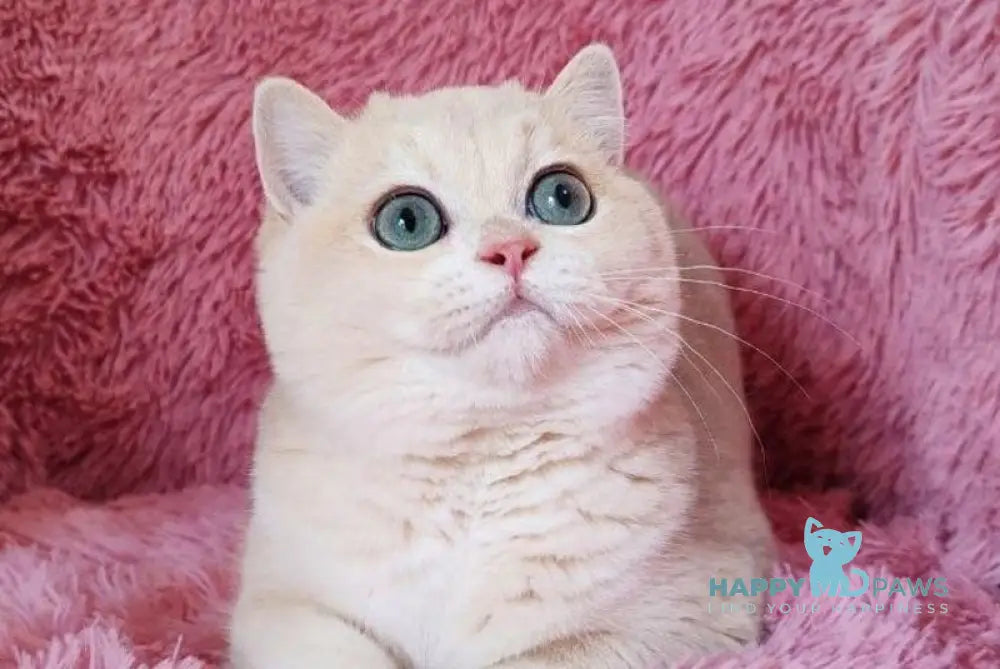 Timoti British Shorthair male blue golden chinchilla live animals