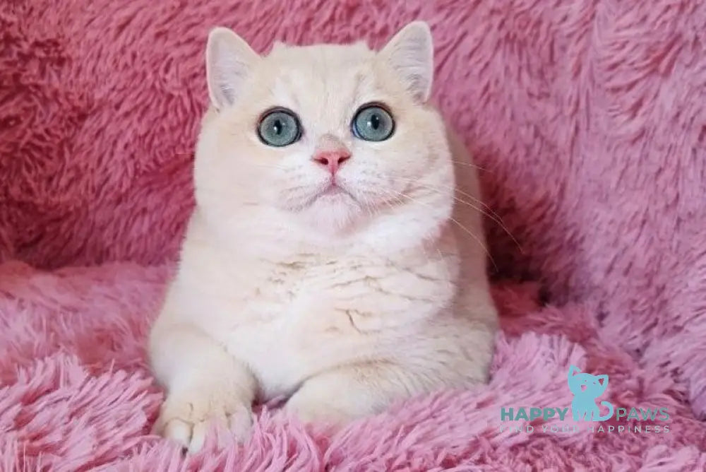 Timoti British Shorthair male blue golden chinchilla live animals