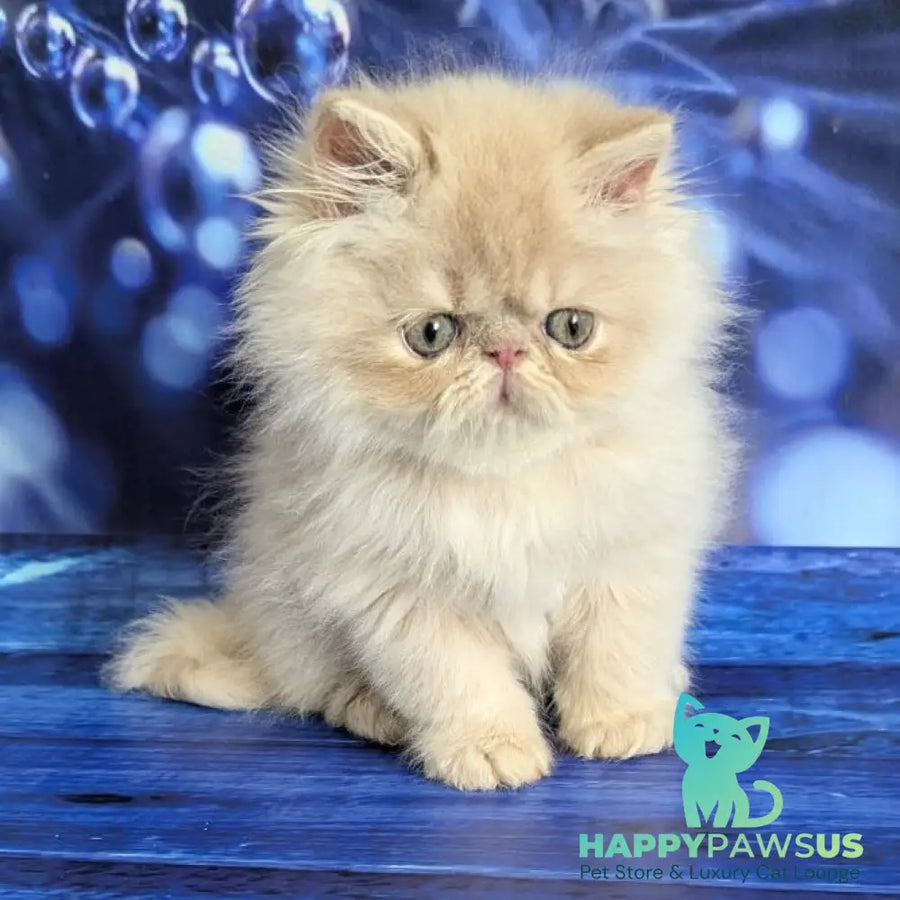 Timoti Persian male cream tabby - live animals