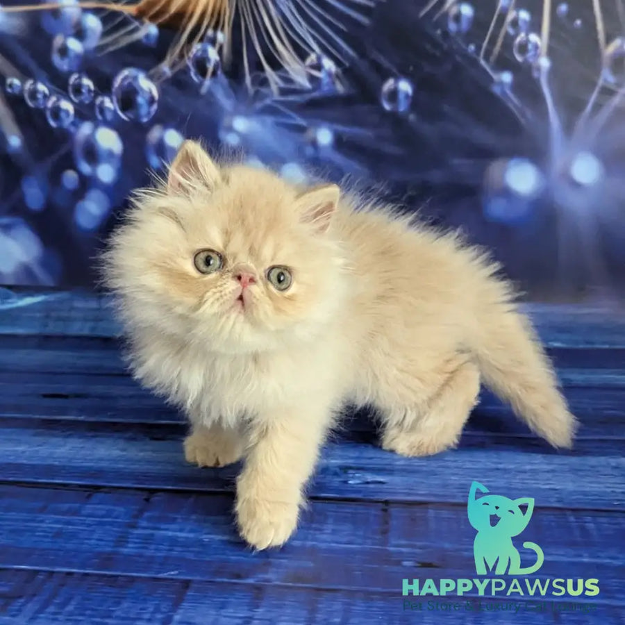 Timoti Persian male cream tabby - live animals