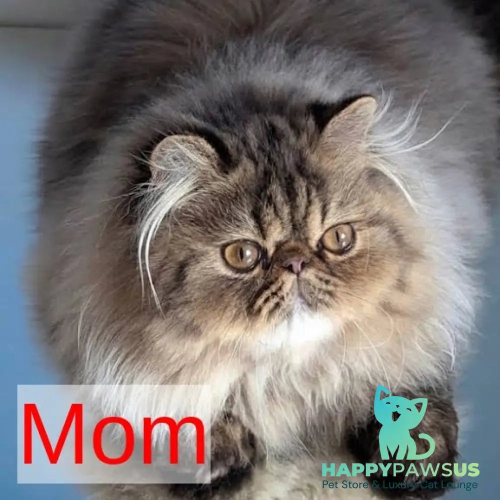 Timoti Persian male cream tabby - live animals