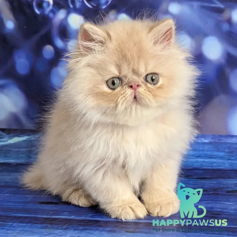 Timoti Persian male cream tabby - live animals