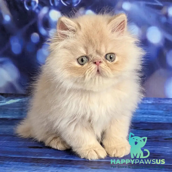 Timoti Persian male cream tabby - live animals