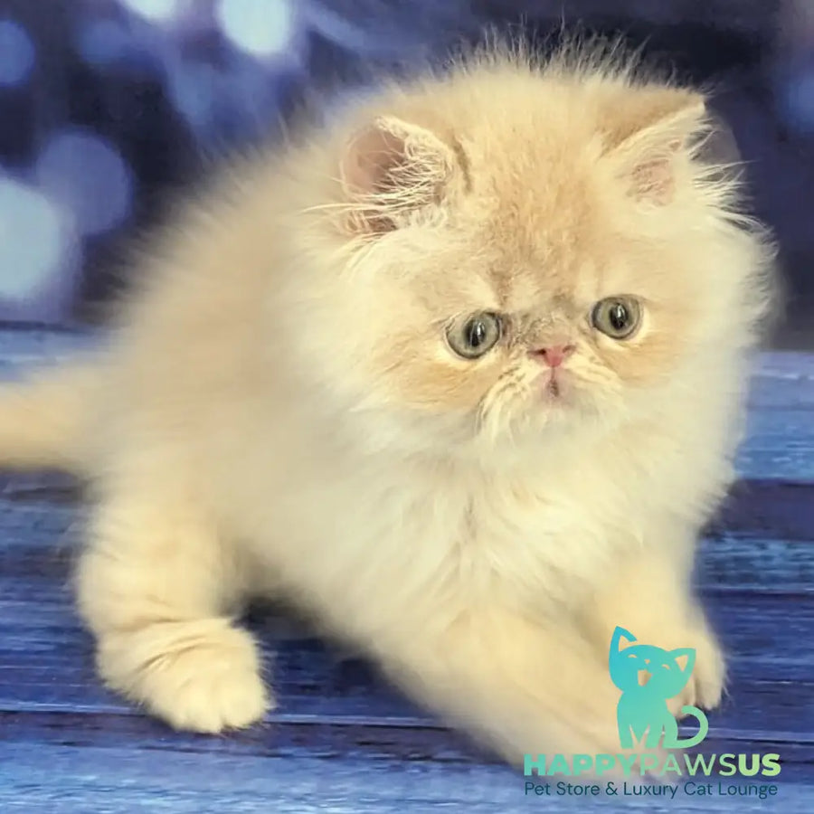 Timoti Persian male cream tabby - live animals