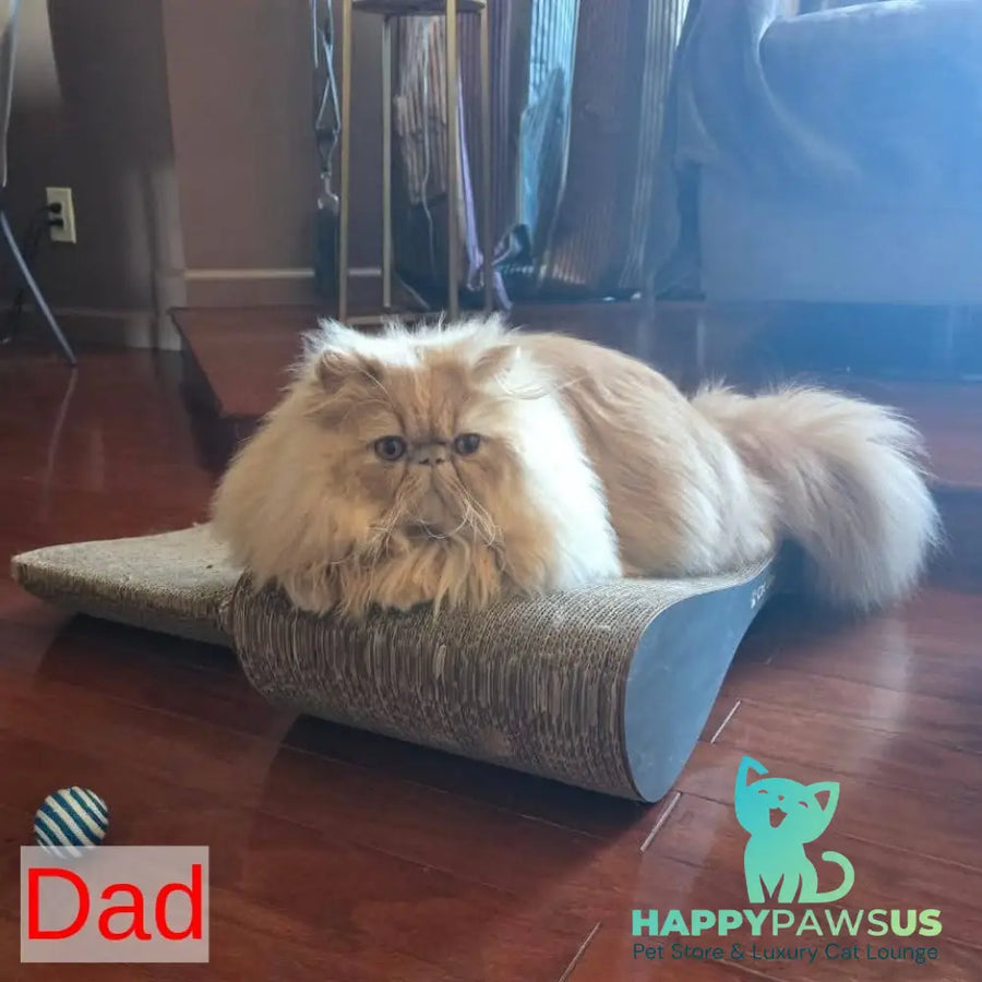 Timoti Persian male cream tabby - live animals