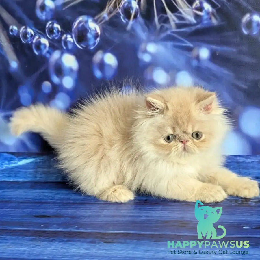 Timoti Persian male cream tabby - live animals