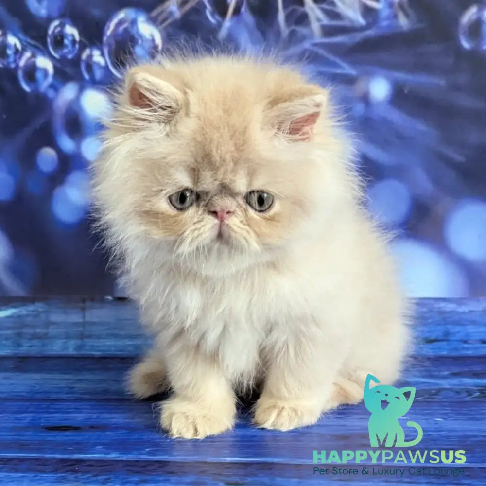 Timoti Persian male cream tabby - live animals