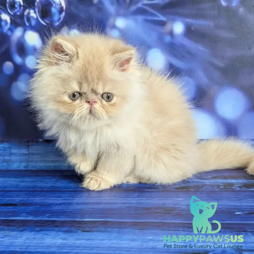 Timoti Persian male cream tabby - live animals