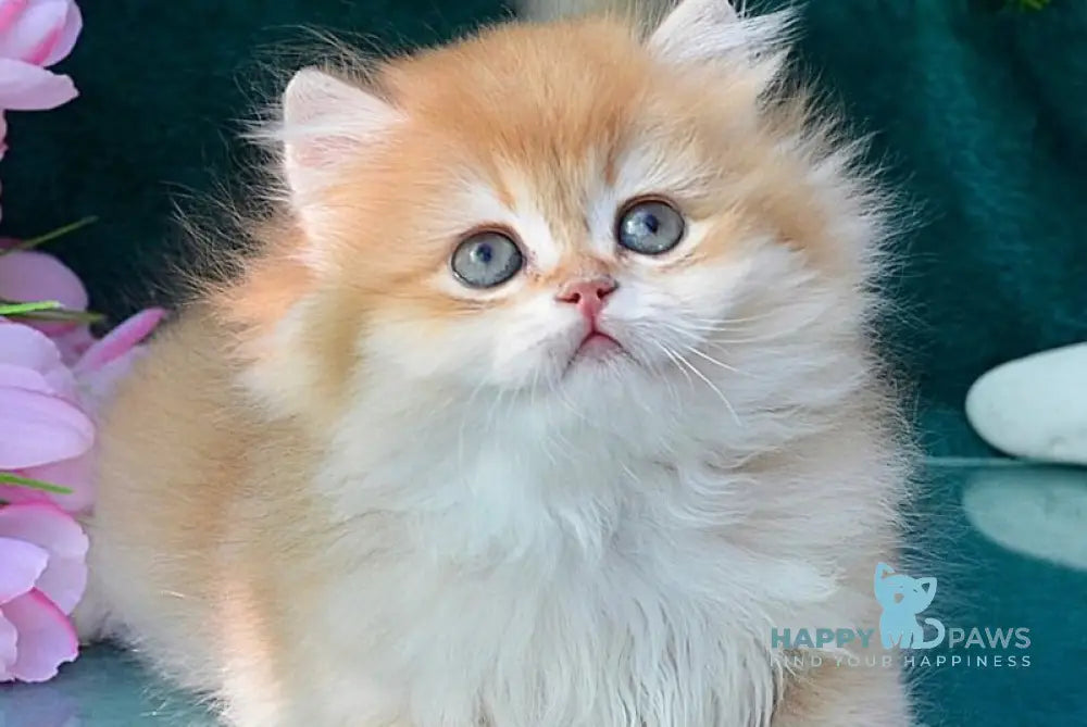 Timur British Longhair male chocolate golden chinchilla live animals