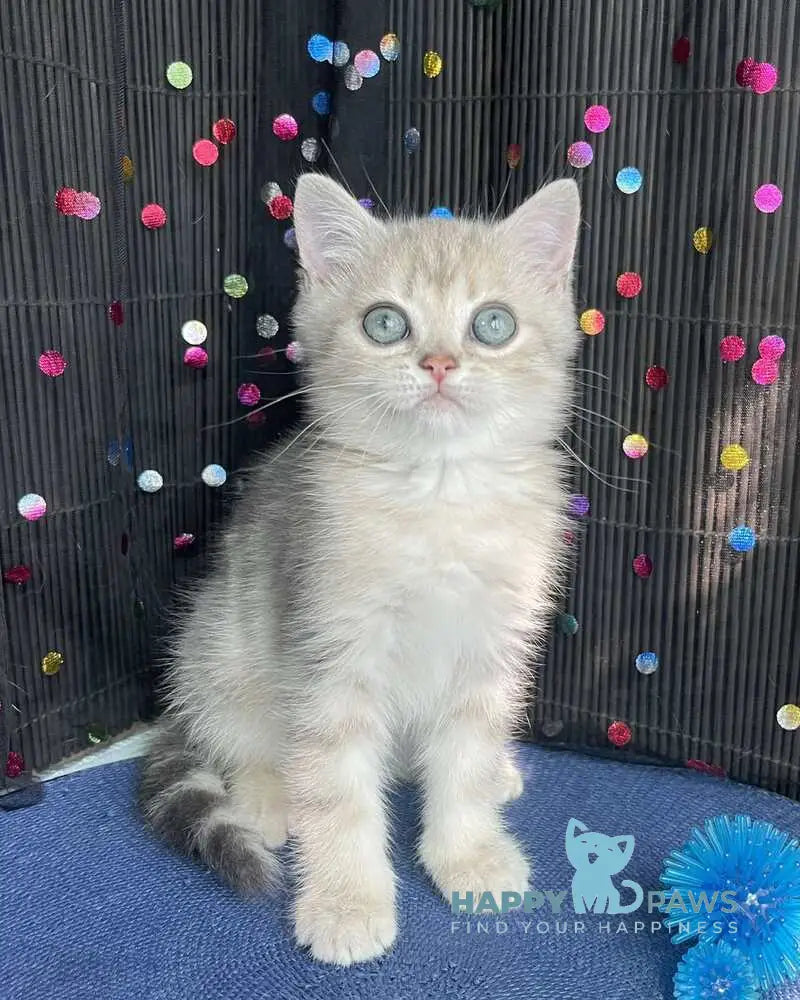 Timur British Shorthair male blue golden tabby live animals