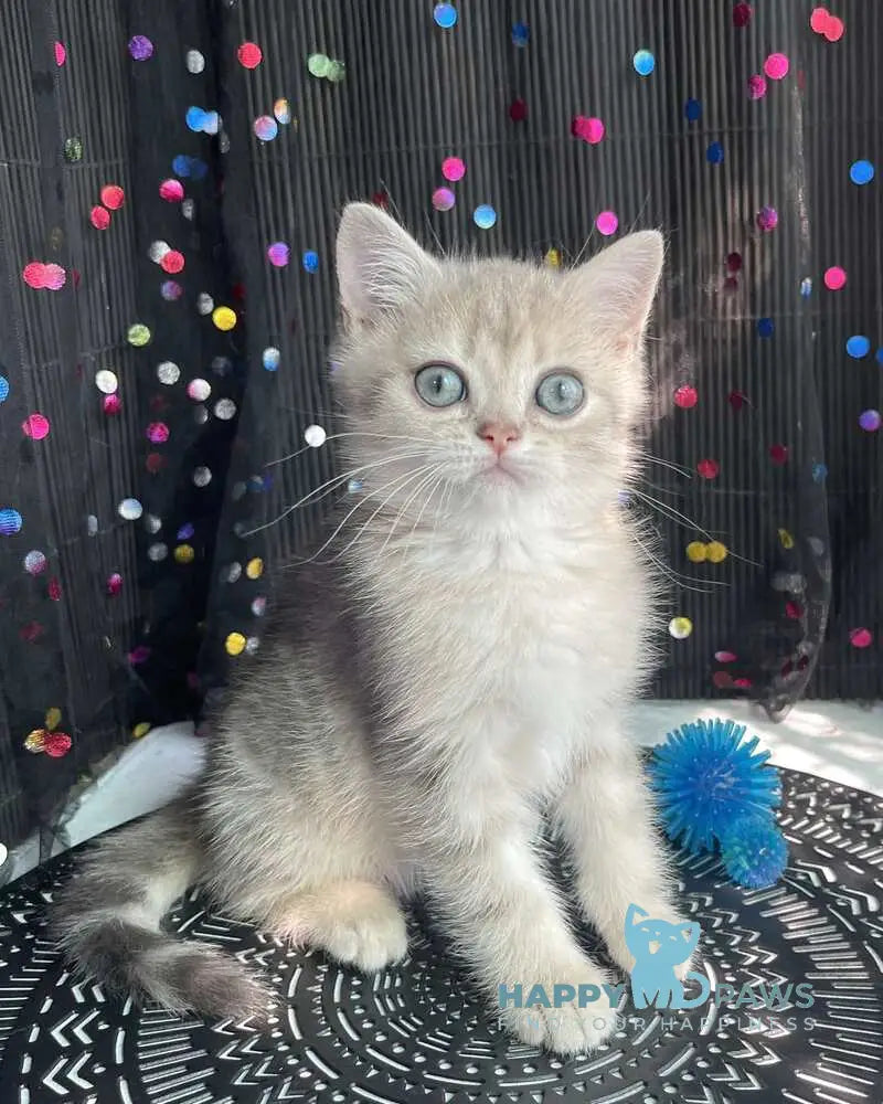 Timur British Shorthair male blue golden tabby live animals