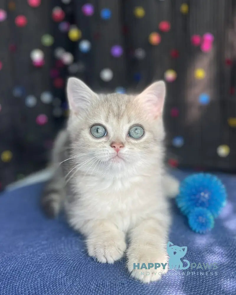 Timur British Shorthair male blue golden tabby live animals