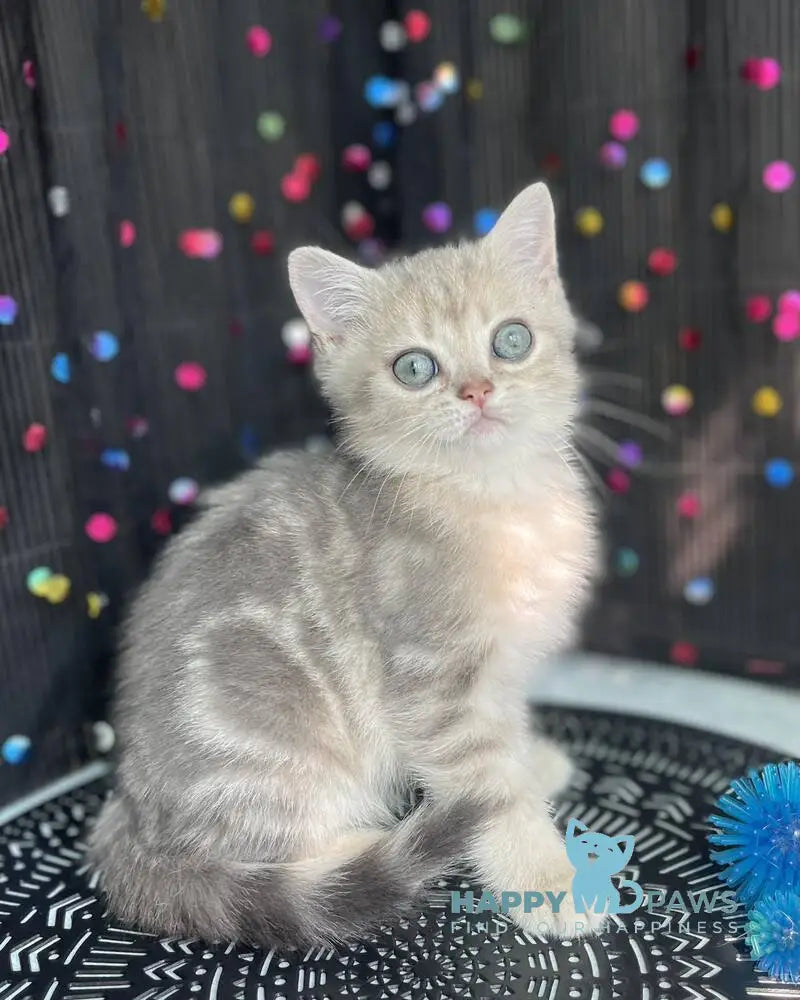 Timur British Shorthair male blue golden tabby live animals