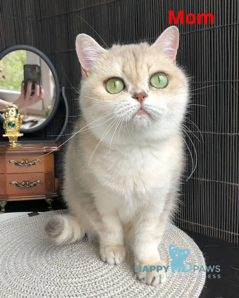 Timur British Shorthair male blue golden tabby live animals