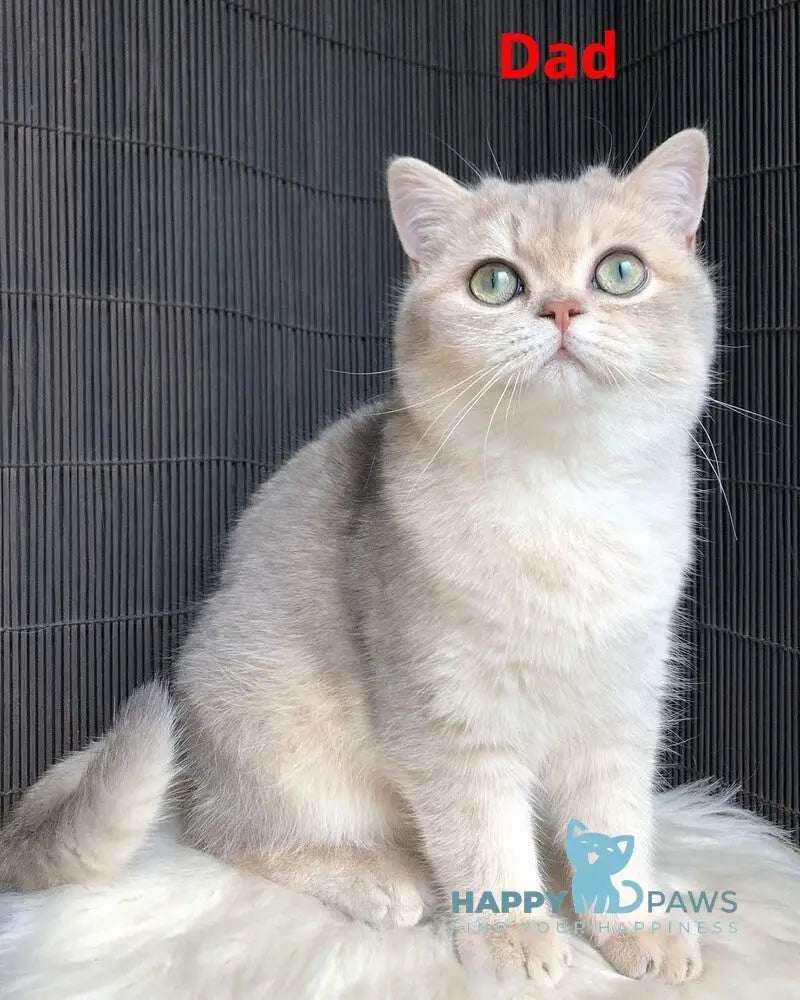 Timur British Shorthair male blue golden tabby live animals