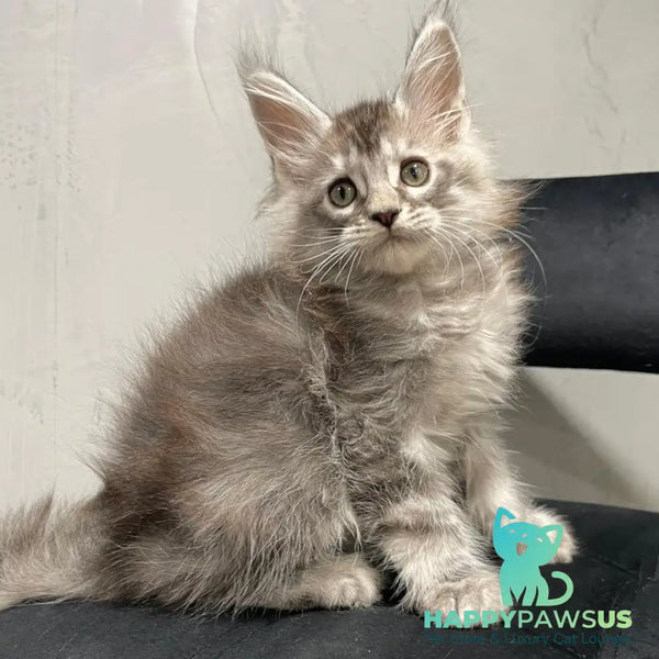 Timur Maine Coon polydactyl 6x6x6x6 male black silver tabby - live animals