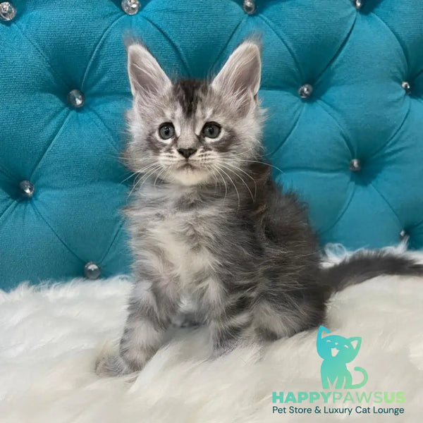 Timur Maine Coon polydactyl 6x6x6x6 male black silver tabby - live animals