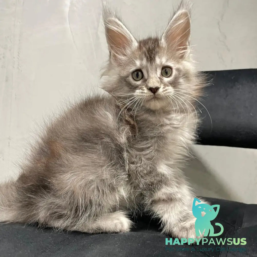 Timur Maine Coon polydactyl 6x6x6x6 male black silver tabby - live animals