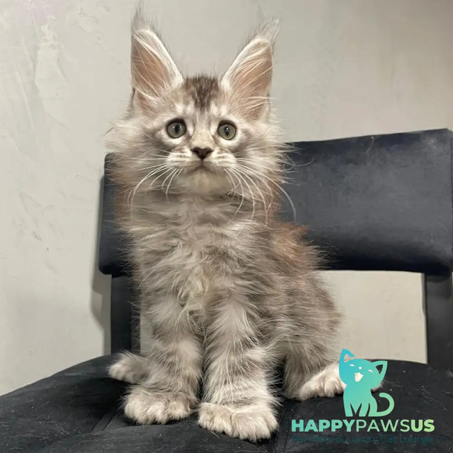 Timur Maine Coon polydactyl 6x6x6x6 male black silver tabby - live animals
