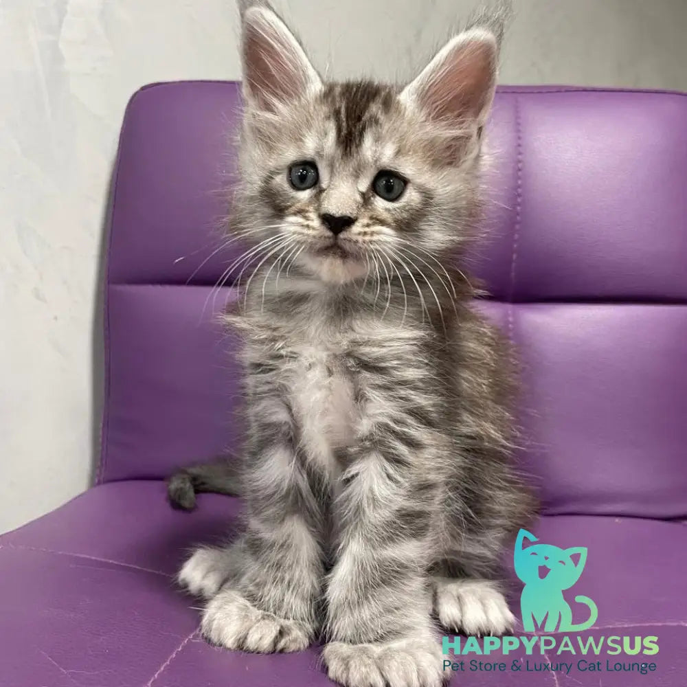 Timur Maine Coon polydactyl 6x6x6x6 male black silver tabby - live animals