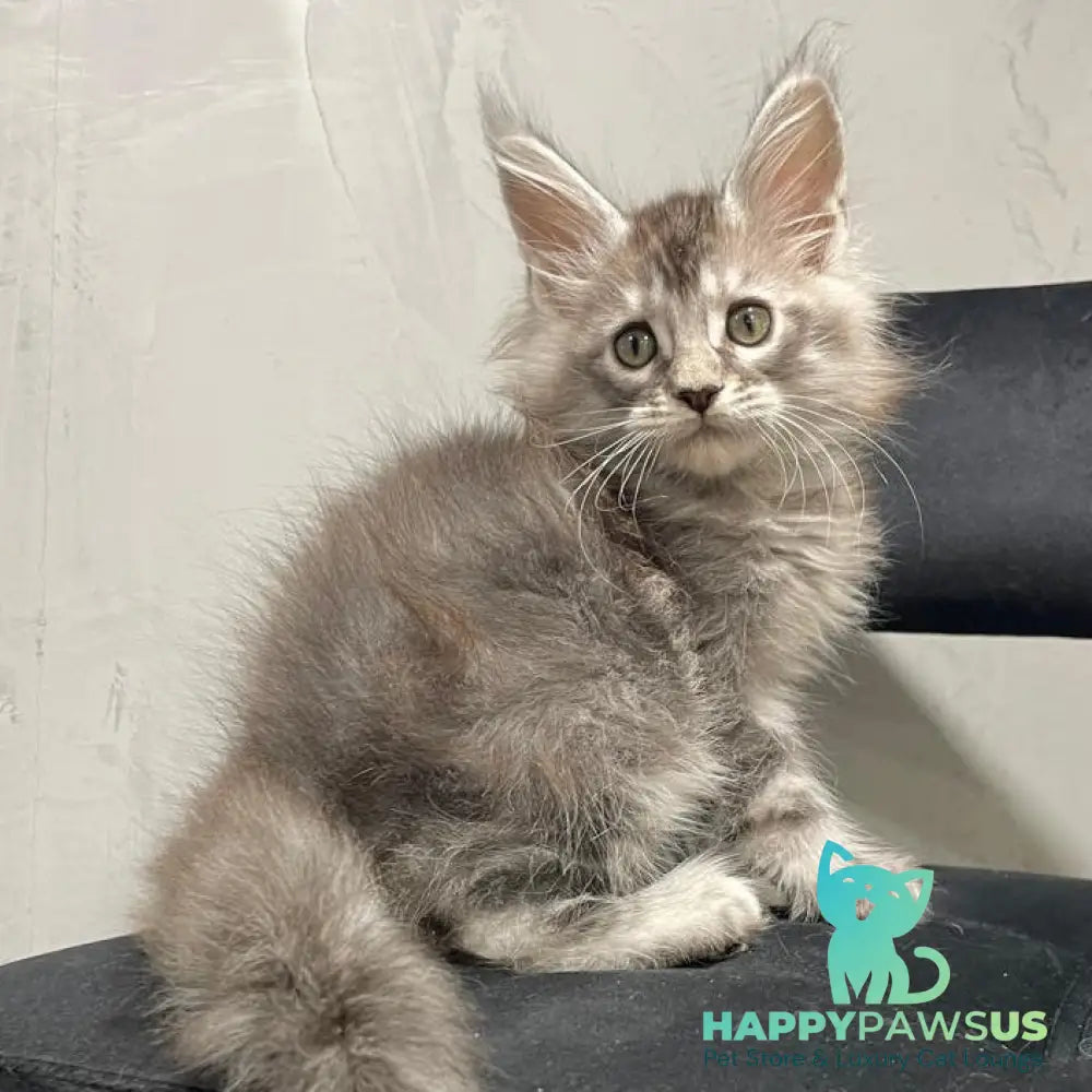 Timur Maine Coon polydactyl 6x6x6x6 male black silver tabby - live animals