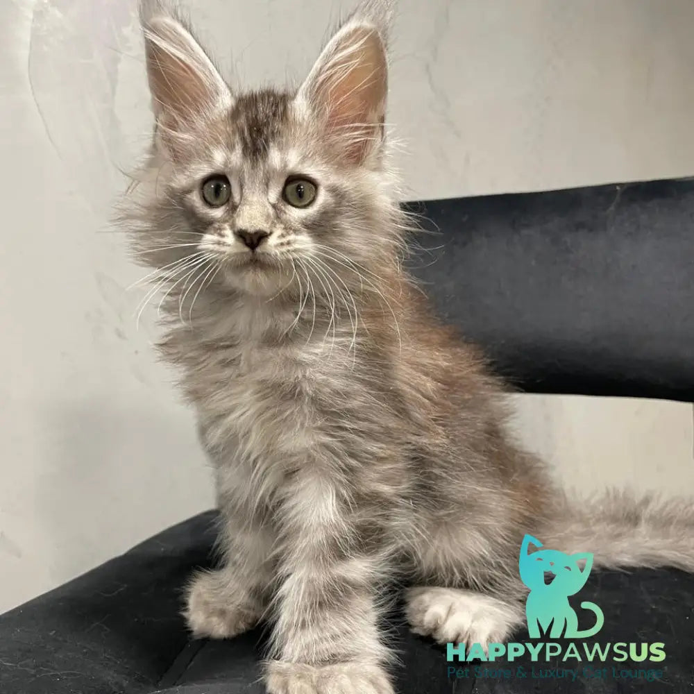 Timur Maine Coon polydactyl 6x6x6x6 male black silver tabby - live animals