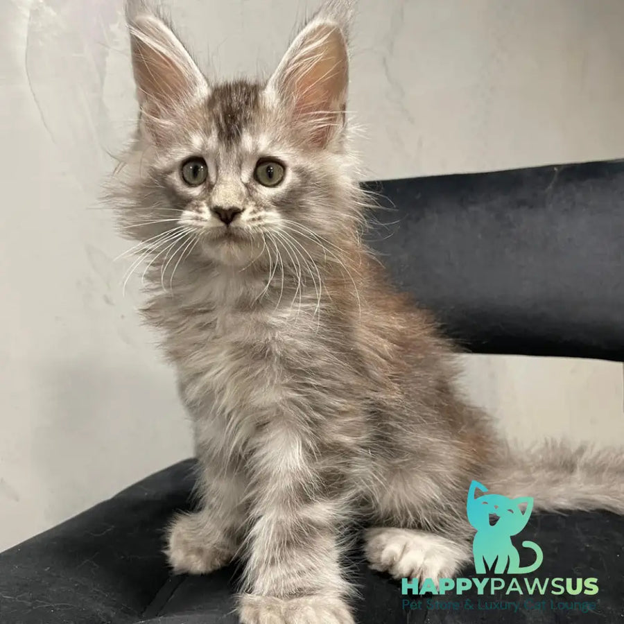 Timur Maine Coon polydactyl 6x6x6x6 male black silver tabby - live animals