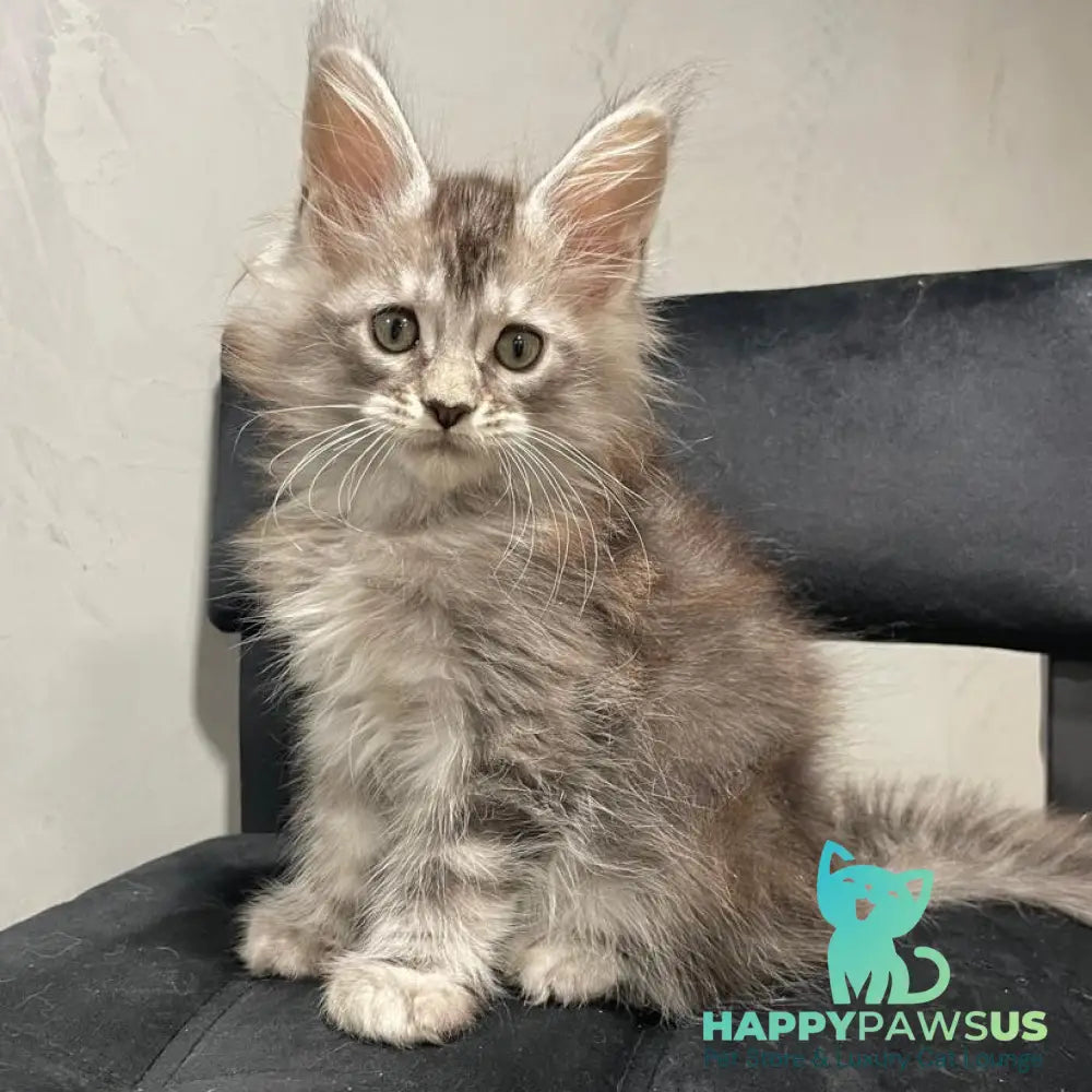 Timur Maine Coon polydactyl 6x6x6x6 male black silver tabby - live animals