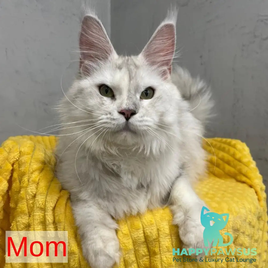 Timur Maine Coon polydactyl 6x6x6x6 male black silver tabby - live animals