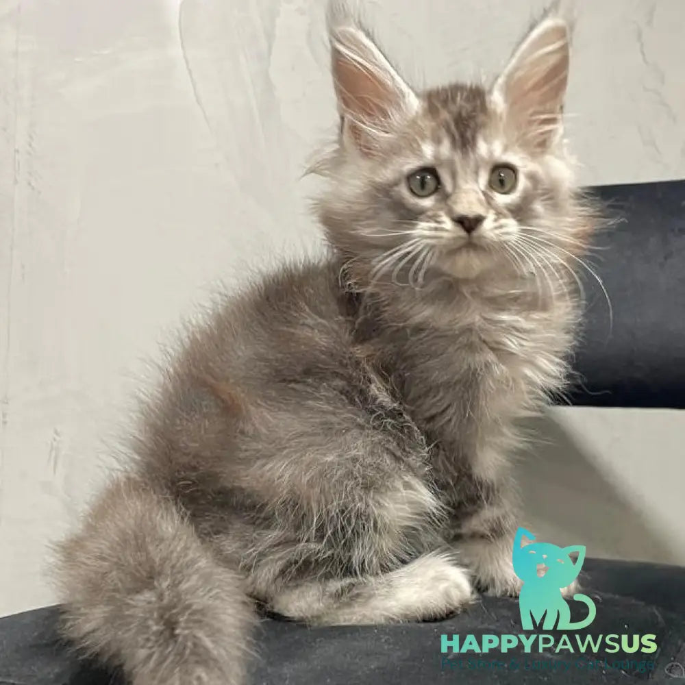 Timur Maine Coon polydactyl 6x6x6x6 male black silver tabby - live animals