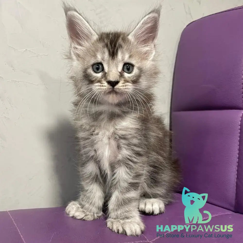 Timur Maine Coon polydactyl 6x6x6x6 male black silver tabby - live animals