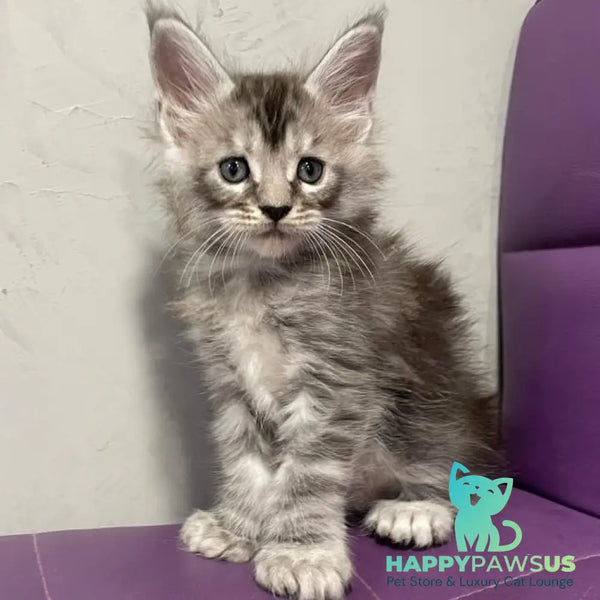 Timur Maine Coon polydactyl 6x6x6x6 male black silver tabby - live animals