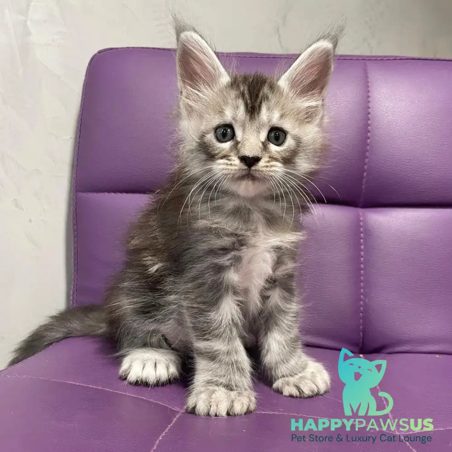 Timur Maine Coon polydactyl 6x6x6x6 male black silver tabby - live animals