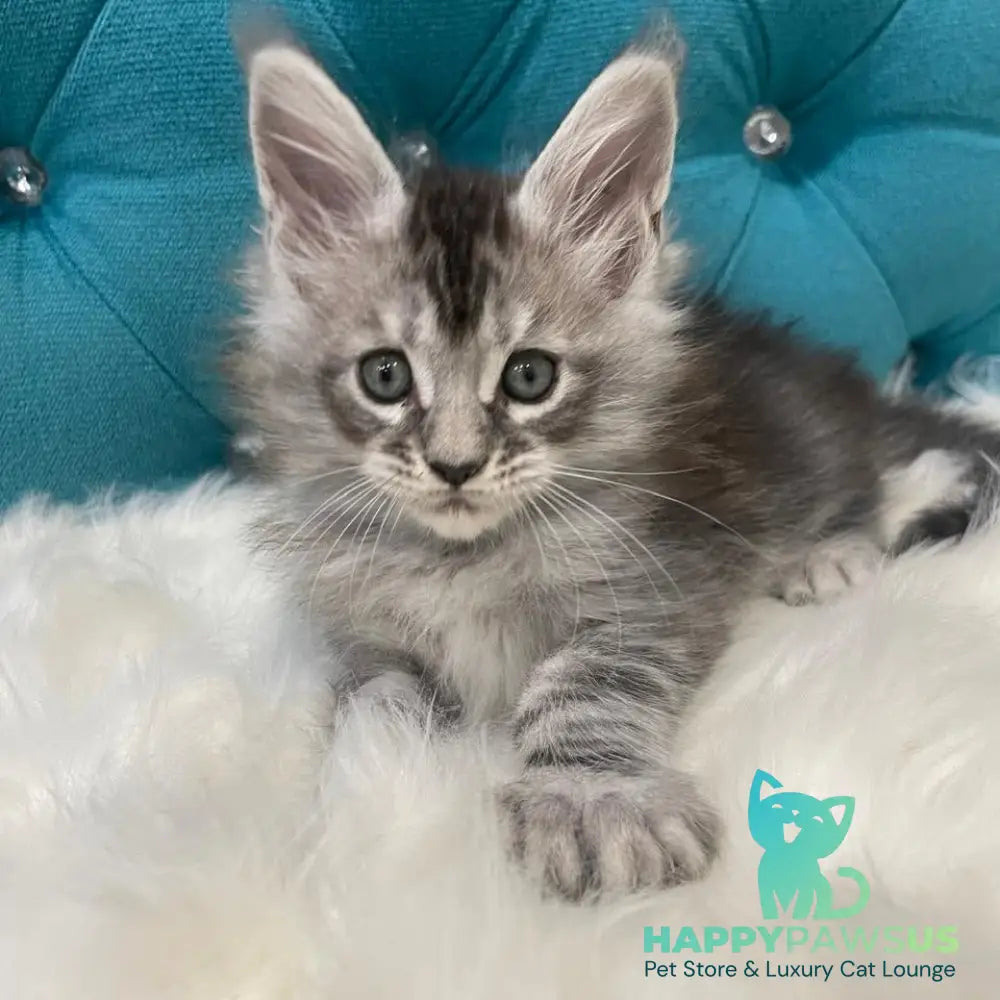 Timur Maine Coon polydactyl 6x6x6x6 male black silver tabby - live animals