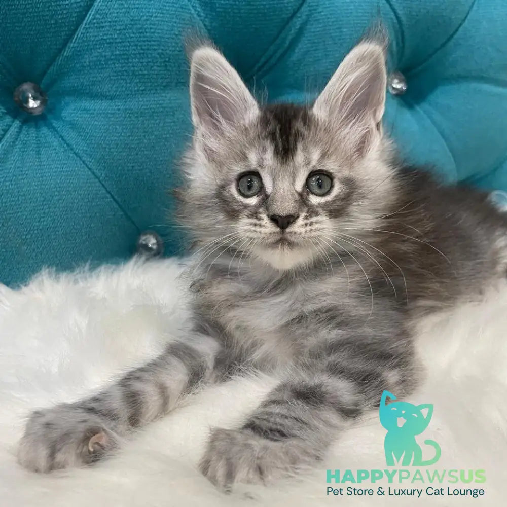 Timur Maine Coon polydactyl 6x6x6x6 male black silver tabby - live animals