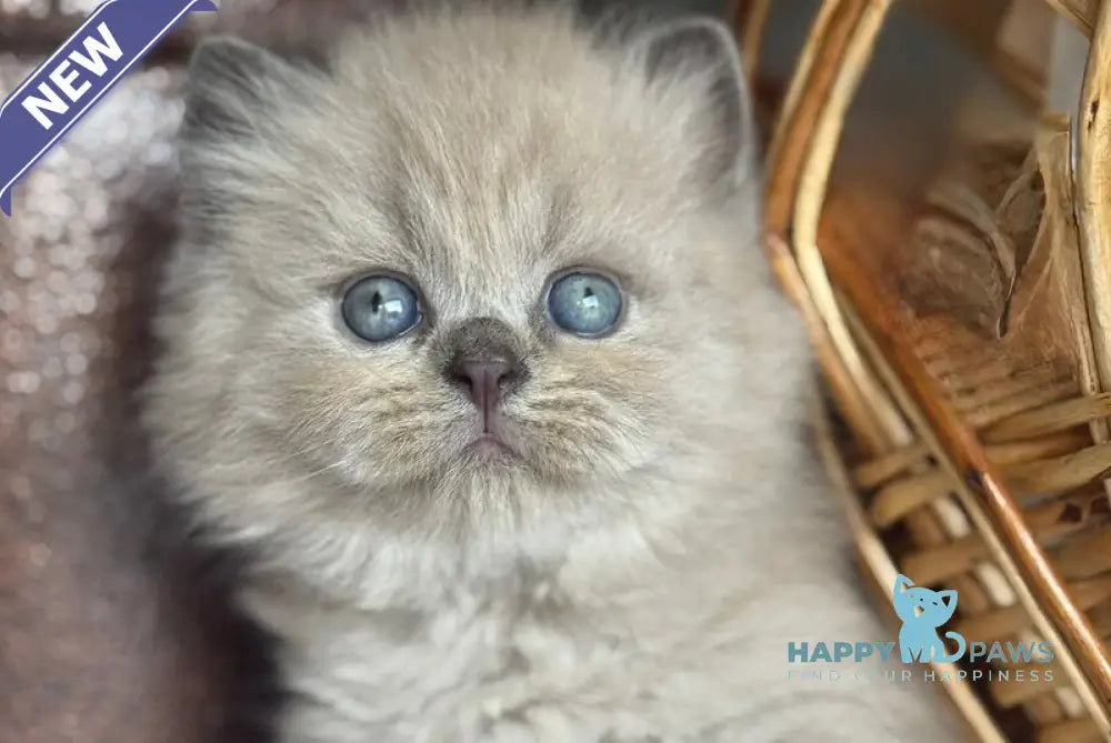 Timur Scottish Straight male blue pointed live animals