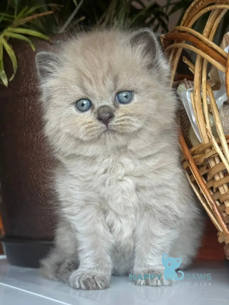 Timur Scottish Straight male blue pointed live animals