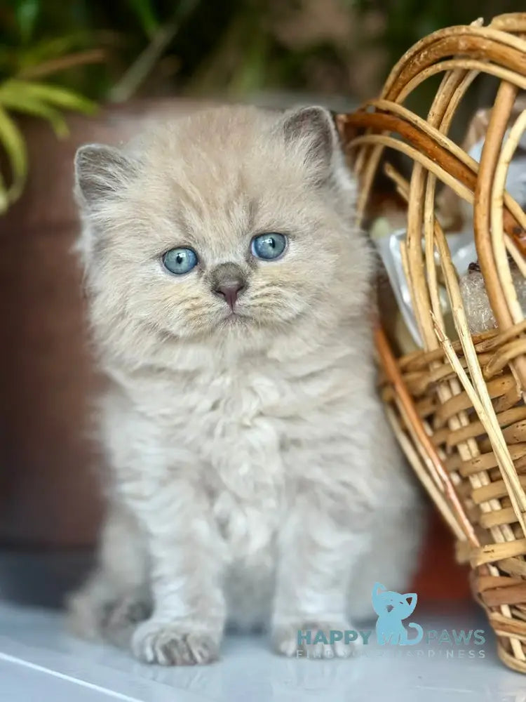 Timur Scottish Straight male blue pointed live animals